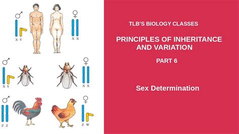 Principles Of Inheritance And Variation Part 6 Sex Determination