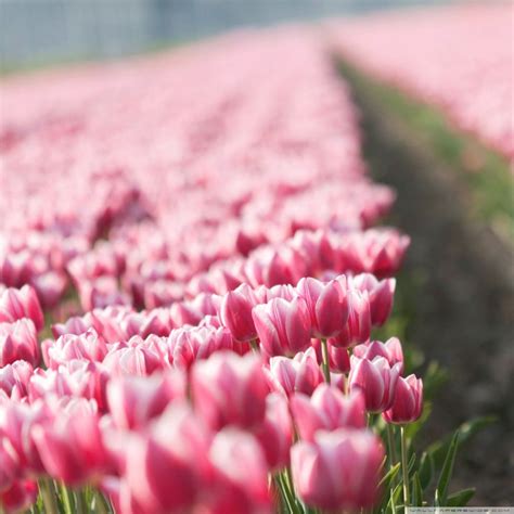 Pink Tulip Field Hd Desktop Wallpaper High Definition