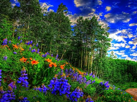 Spring Forest Sky Clouds Flowers Forest Road Wallpaper