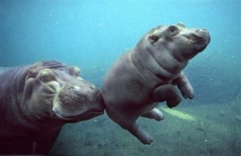 Two Hippopotamus Swimming In The Water With Their Mouths Open And