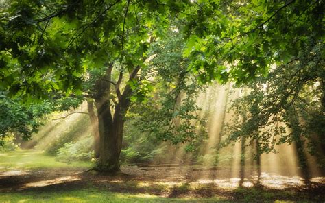 Nature Trees Sunlight Sun Rays Oak Trees Forest Green Branch Ferns Wallpapers Hd