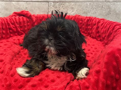 Shih Tzu Dog Black And Tan Id2983160 Located At Petland Katy