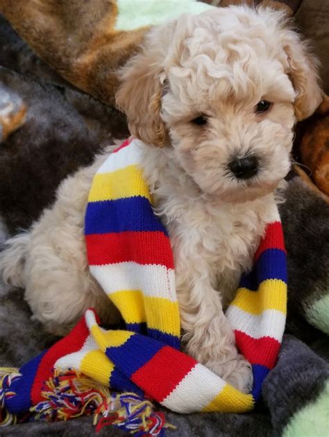 Chase, the puppy is very energetic, and confident. Maltipoo puppy 2018 Johnsonsjewels.webs.com Maltipoo puppies in va Malti-poo puppies Virginia ...
