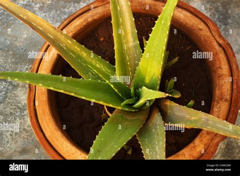 Potted Aloe Vera Stock Photo Alamy