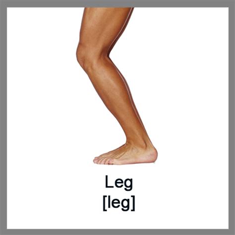 Leg Human Body Parts Parts Of The Body Bodegawasuon