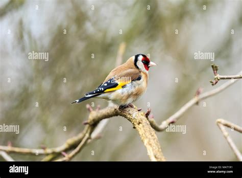 The European Goldfinch Or Goldfinch Is A Small Passerine Bird In The