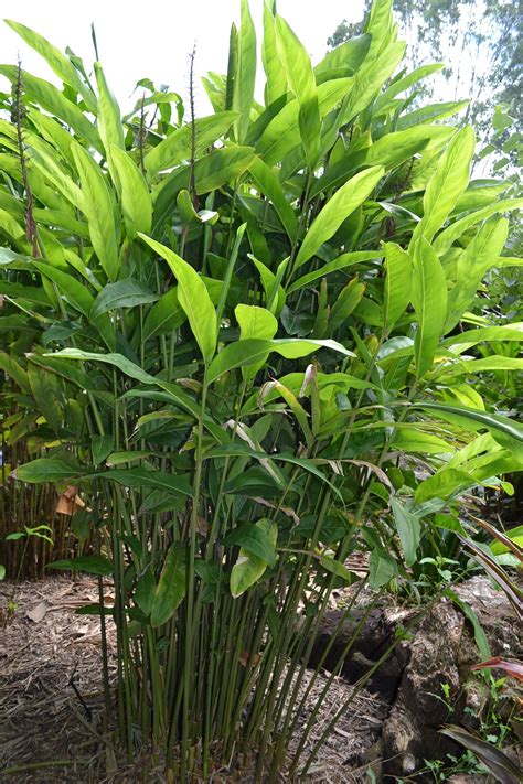 4.0 out of 5 stars 68. Australian plants, Tropical landscaping, Ginger plant