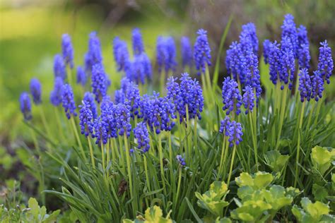 Fiori e farfalle, ortensie blu e iris bianchi. Immagini Belle : natura, erba, sole, prato, prateria, fiore, fioritura, estate, macro, botanica ...