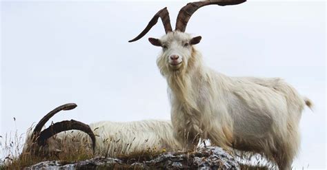 Cashmere Goat Breed Info Characteristics Breeding And Care