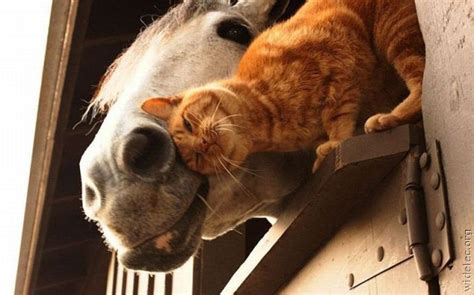 Funny Animal Couples 104 Pics Picture 2