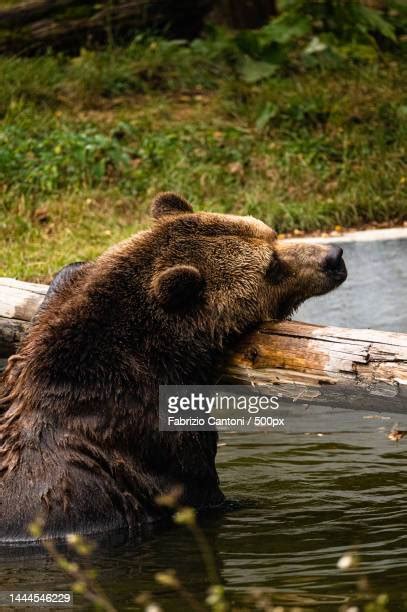 Brown Bear Italy Photos And Premium High Res Pictures Getty Images