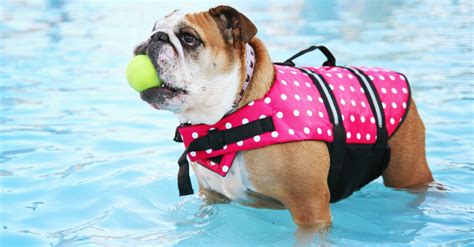 5 Pet Pool Safety Tips For Homeowners No Limit Pools And Spas