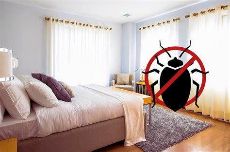 How To Prevent Bed Bugs In An Apartment House Cleaning Advice