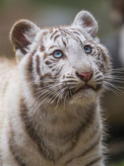 Adorable White Tiger Cub Looking Upwards Artofit