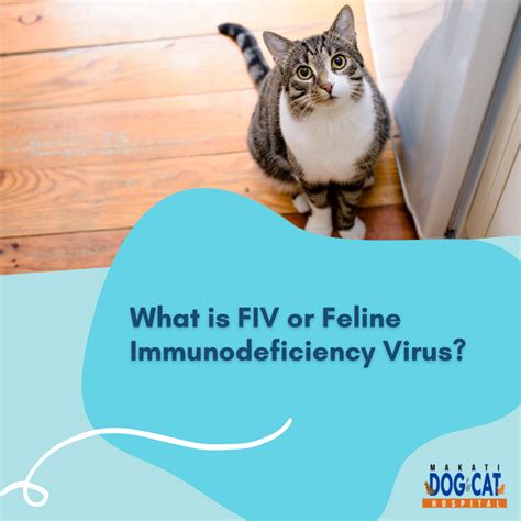 What Is Fiv Or Feline Immunodeficiency Virus Makati Dog And Cat Hospital