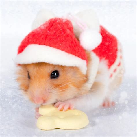 Cute Hamster Outfits Ubicaciondepersonascdmxgobmx