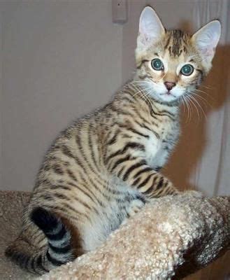 He has awesome boxy features and a very soft thick coat. ocelot kittens | Ocelot Kittens For Sale Florida | Kitten ...