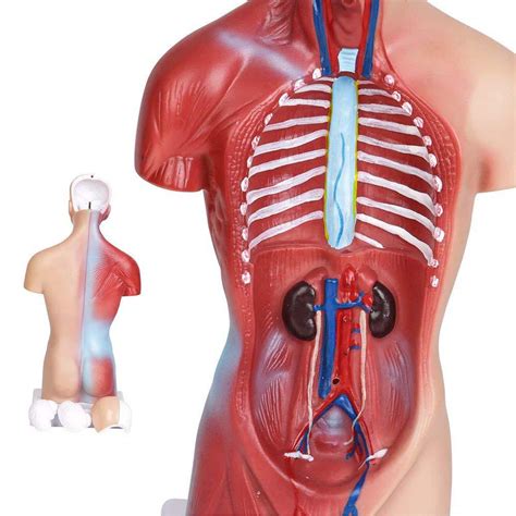 Anatomia Omului Organe