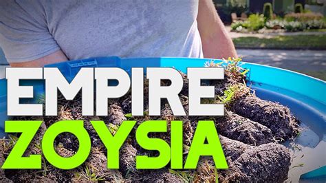 Empire Zoysia Zoysia Plugs Time Lapse Youtube