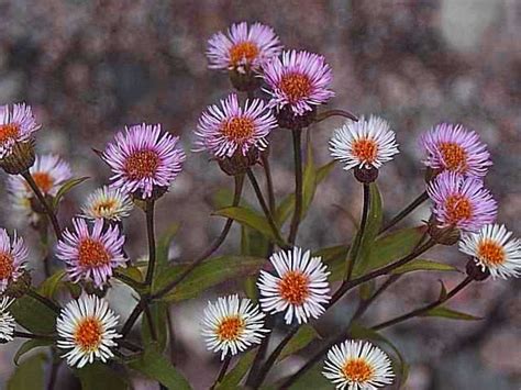 エゾムカシヨモギ 高山植物図鑑登山道の花