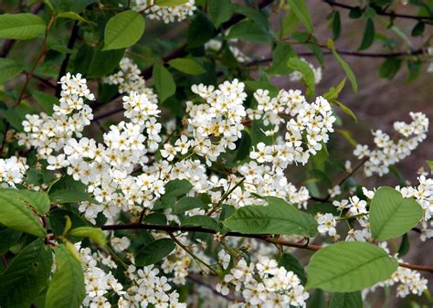 Does not grow on acid soil. The Best Flowering Trees in the Spring in North Carolina ...