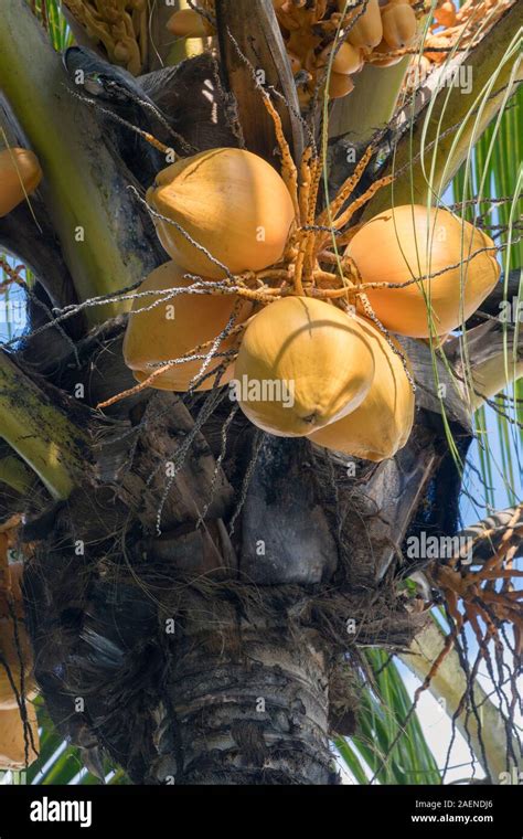 Coconuts On Coconut Tree Cocos Nucifera Mauritius Mascarene Islands