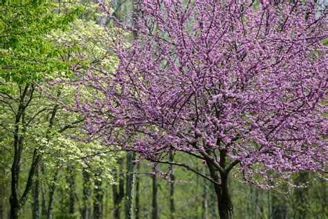 The Best Flowering Trees In The Spring In North Carolina Point Of Blue