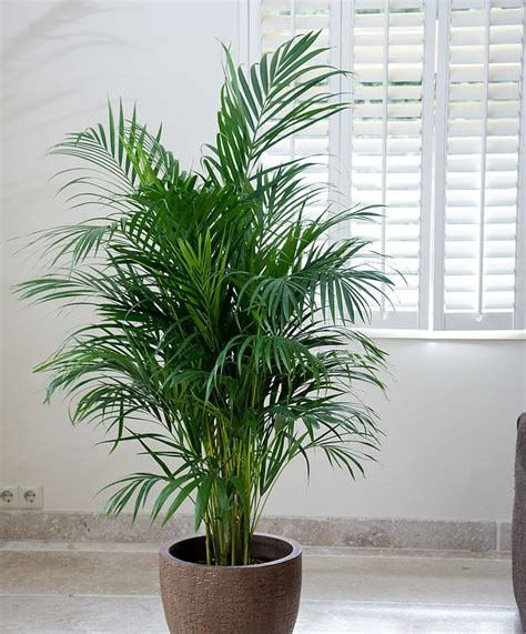 Areca Palm Tree Inside Plants Plants Indoor Plants