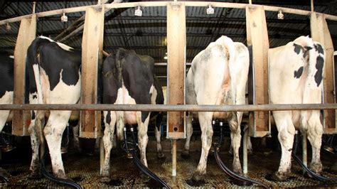 Australias Milk Production To Hit 92 Million Tonnes For 2021 Countryman