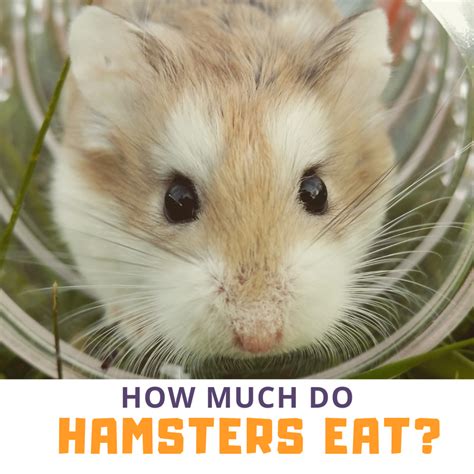 How Much Does A Hamster Need To Eat Pethelpful