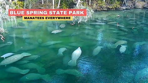 Blue Spring Florida Manatees State Park Youtube