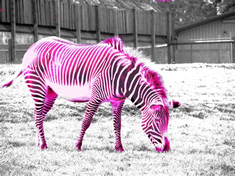 Pink Zebra By Haez On Deviantart