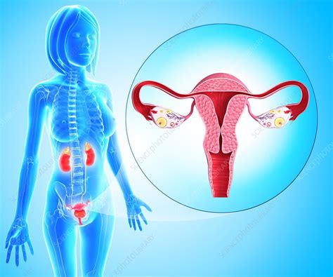 Female Reproductive System Artwork Stock Image F006 1961 Science