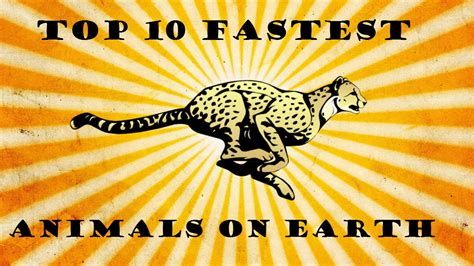 Top 10 Fastest Animals On Earth Youtube