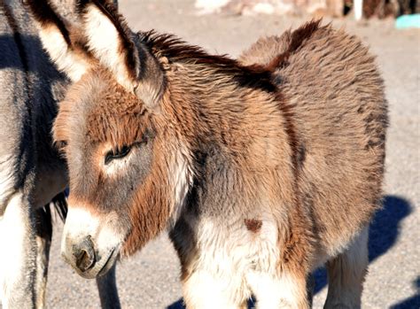 Baby Donkey Free Stock Photo Public Domain Pictures