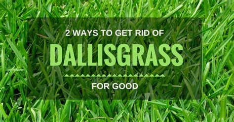 New report stuns the world: 2 Ways To Get Rid Of Dallisgrass For Good