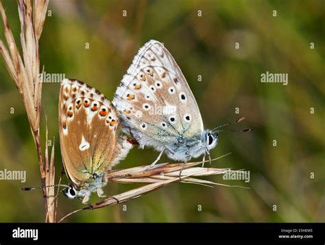 chalkhill blue butterflies mating the female on left has an unusual lack of spots on hindwing