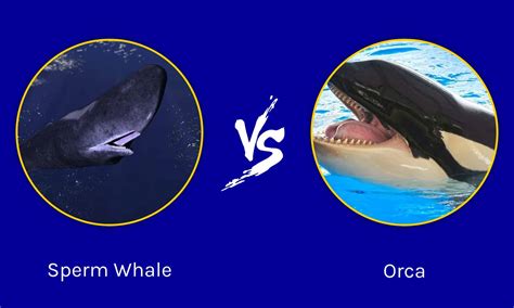 Sperm Whale Vs Orca Who Would Win In A Fight Az Animals
