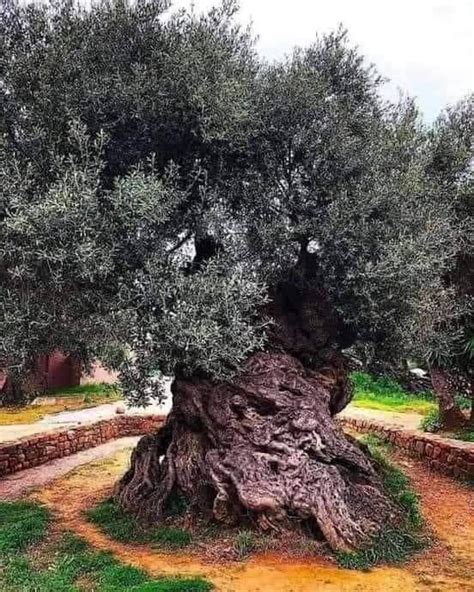 The Oldest Olive Tree In The World Is More Than 5000 Years Old Lillise