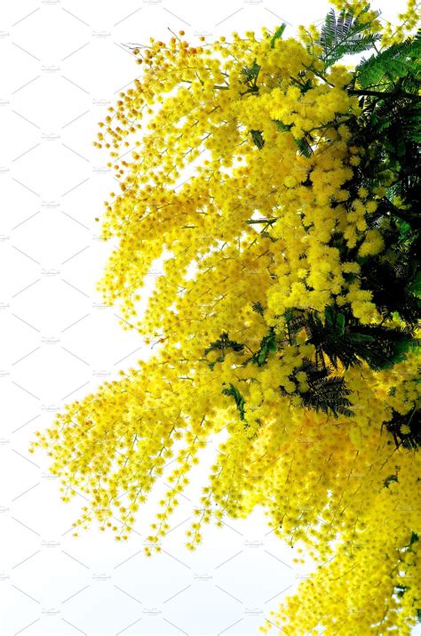 Flowering Yellow Mimosa High Quality Nature Stock Photos Creative