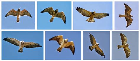 Raptor Identification And Photography Swainsons Hawks Bibs