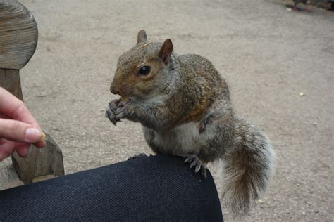 Feeding The Squirrels In Hyde Park Squirrel Hyde Park Park
