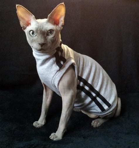 Lotta Jonassons Azzy Modeling The Track Suit By Sphynx Cat Wear