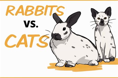 Rabbits Vs Cats How Do They Compare As Pets