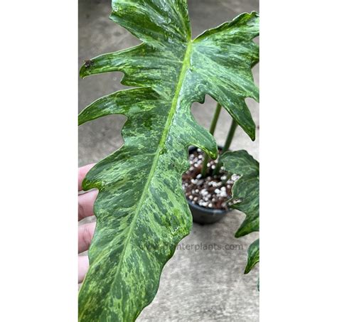 Philodendron Minarum Lime Fiddle Variegated Dragon Trail Philodendron Aroid