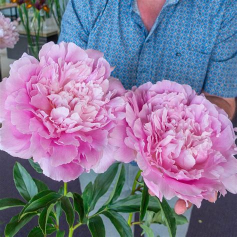 Replanting peonies can be easy once you prepare a spot with all the plant needs and give them at least six to eight hours of full sun per day. Buy Dinner Plate Peony | Best Deals on Wow Peonies | Breck's