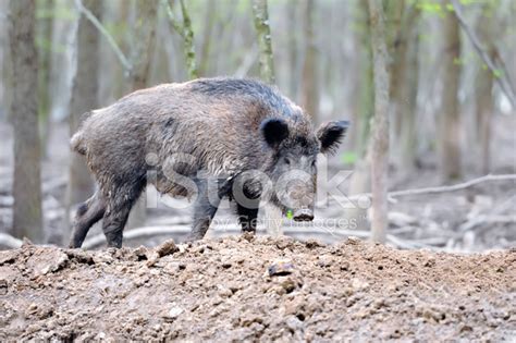 Wild Boar Stock Photo Royalty Free Freeimages