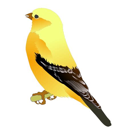 Gold Finch Png Svg Clip Art For Web Download Clip Art Png Icon Arts