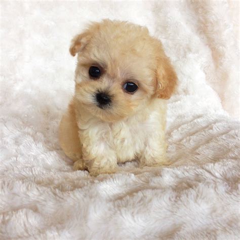 Teacup maltipoo puppies for sale in texas, tx. Best Teacup Maltipoo Breeders Top List in the USA
