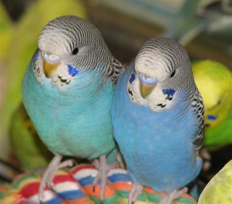 The Most Common Diseases In Parakeets